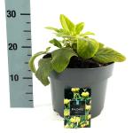 Phlomis russeliana
