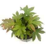 Mukdenia rossii 'Karasuba'