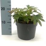 Mukdenia rossii 'Karasuba'