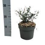 Berberis stenophylla