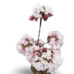Viburnum bodn. 'Charles Lamont'