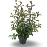 Viburnum bodn. 'Charles Lamont'