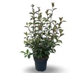 Viburnum bodn. 'Charles Lamont'
