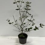 Viburnum burkwoodii