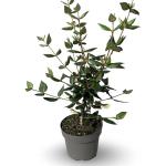 Viburnum burkwoodii
