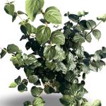 Viburnum carlcephalum