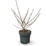 Viburnum carlcephalum