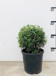 Osmanthus burkwoodii, bol