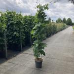 Vitis 'Boskoop Glory'