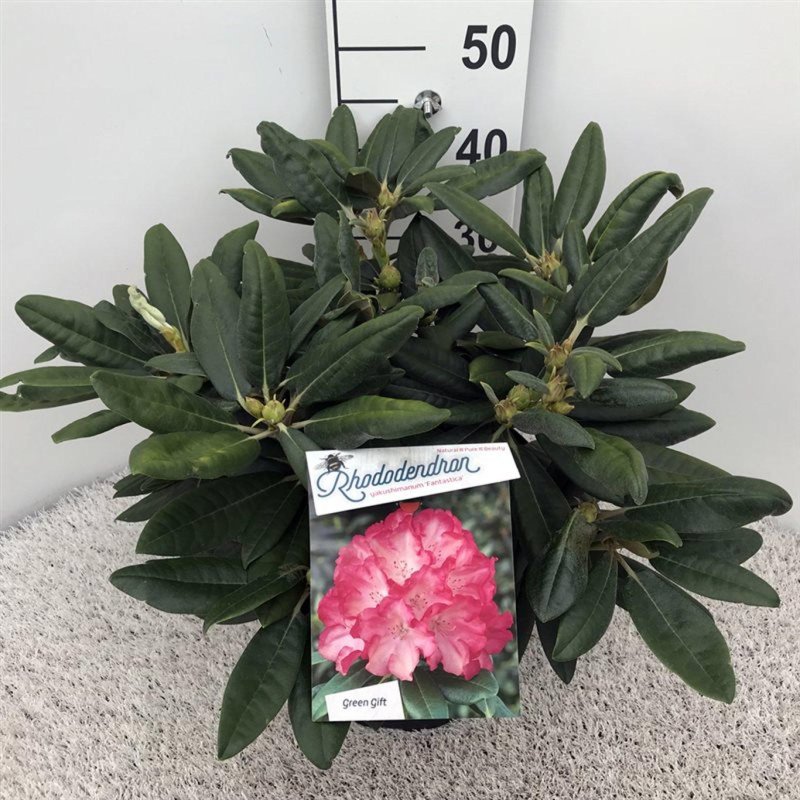 Rhododendron (Y) 'Fantastica'
