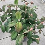 Hydrangea asp. 'Macrophylla'