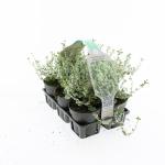 Euonymus fort. Silver Carpet