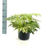 Fatsia japonica 'Spider's Web'