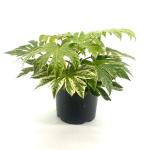 Fatsia japonica 'Spider's Web'