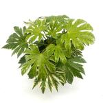 Fatsia japonica 'Spider's Web'