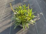 Gaura l. 'Gambit White'