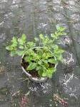 Salvia gr. 'Cherry Lips'