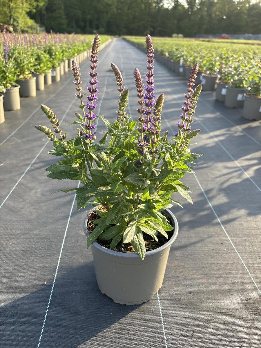 Salvia nem. 'Ostfriesland', extra