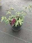 Buddleja d. 'Summer Bird Raspberry'
