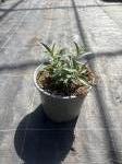 Buddleja d. 'Summer Bird Raspberry'