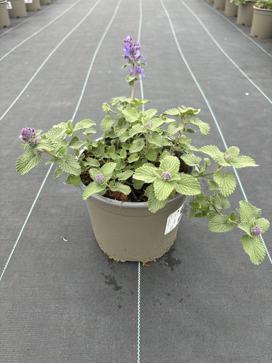 Nepeta faassenii 'Kit Cat'