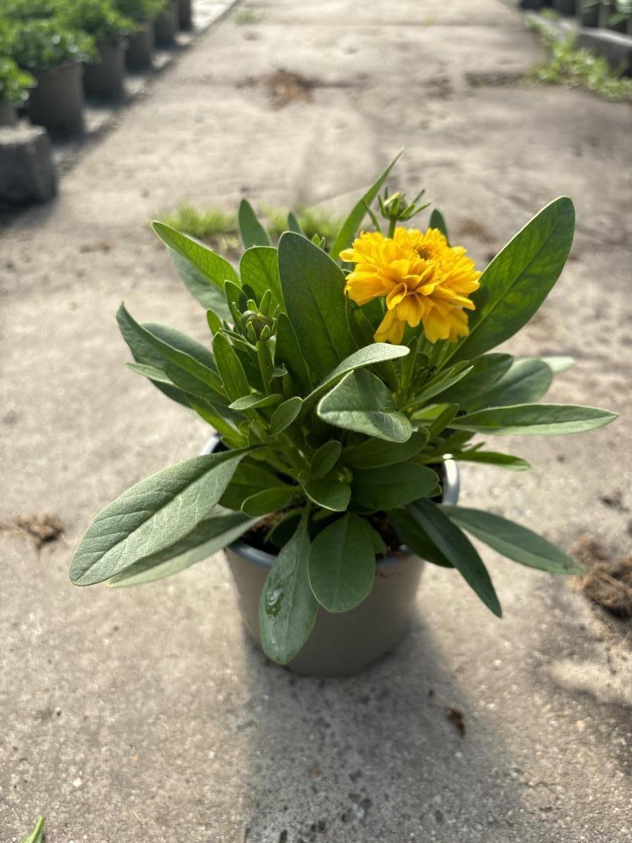 Coreopsis gr. 'Solena'