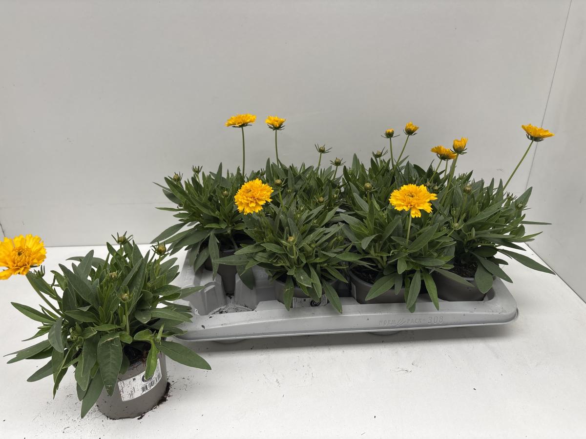 Coreopsis gr. 'Solena'