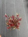 Gaura lindheimeri