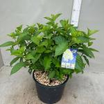 Hydrangea pan. Skyfall