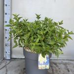 Hydrangea pan. Skyfall
