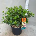 Hydrangea pan. Sundae Fraise
