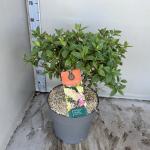 Hydrangea pan. Sundae Fraise