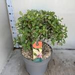 Hydrangea pan. Sundae Fraise