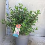 Hydrangea pan. Sundae Fraise
