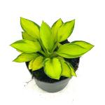 Hosta 'Rainforest Sunrise', geel