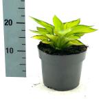 Hosta 'Rainforest Sunrise', geel