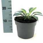 Hosta 'First Frost'