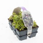 Sedum spurium 'Purple Winter'