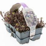 Sedum spurium 'Purple Winter'