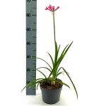 Nerine bowdenii
