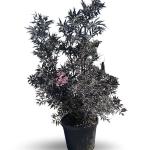 Sambucus nigra Black Lace