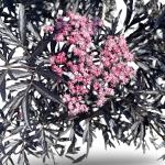Sambucus nigra Black Lace