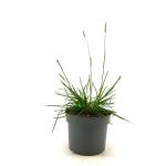 Sesleria 'Greenlee'