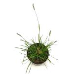 Sesleria 'Greenlee'