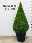 Buxus sempervirens, kegel