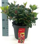 Rhododendron (F) 'Scarlet Wonder'