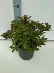 Rhododendron 'Princess Anne'