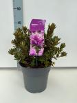 Rhododendron 'Ramapo'