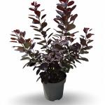 Cotinus Dusky Maiden