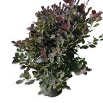 Cotinus Dusky Maiden